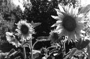Backyard Sunflowers