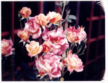 Sherbet-colored Roses